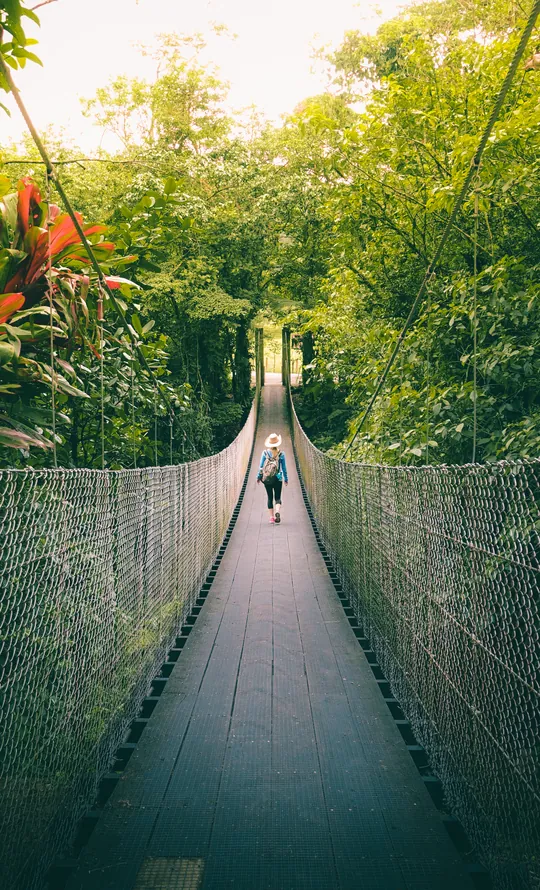 Passerelle suspendue au milieu de la forêt